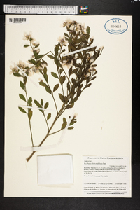 Baccharis glomeruliflora image