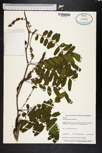 Gleditsia aquatica image