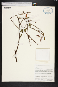 Ludwigia pilosa image