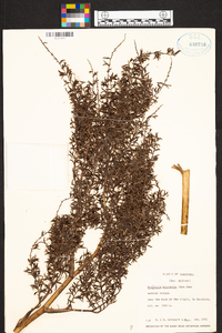 Brocchinia micrantha image