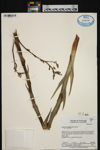 Brocchinia steyermarkii image