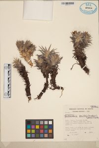 Deuterocohnia brevifolia image