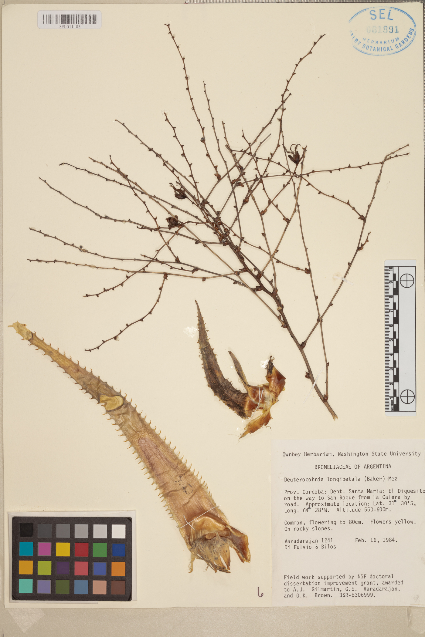 Deuterocohnia image