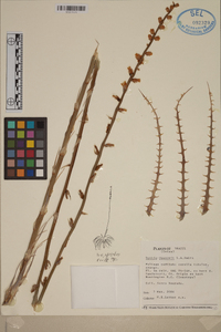 Image of Dyckia dawsonii