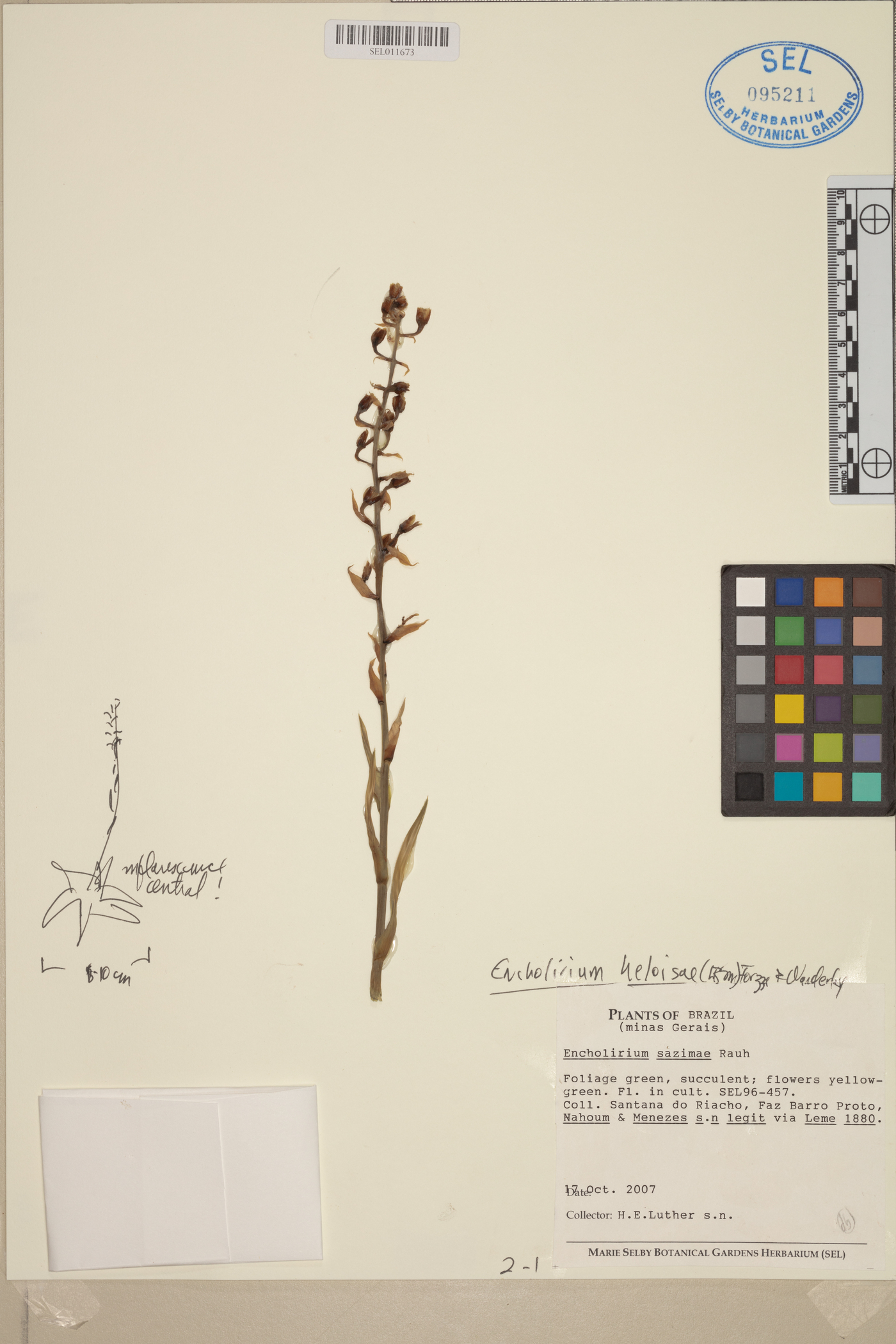 Encholirium heloisae image