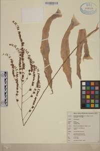 Fosterella penduliflora image