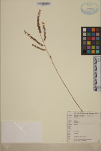 Fosterella penduliflora image