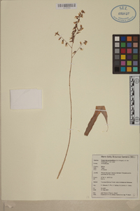 Fosterella penduliflora image