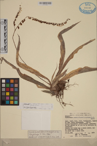 Fosterella penduliflora image