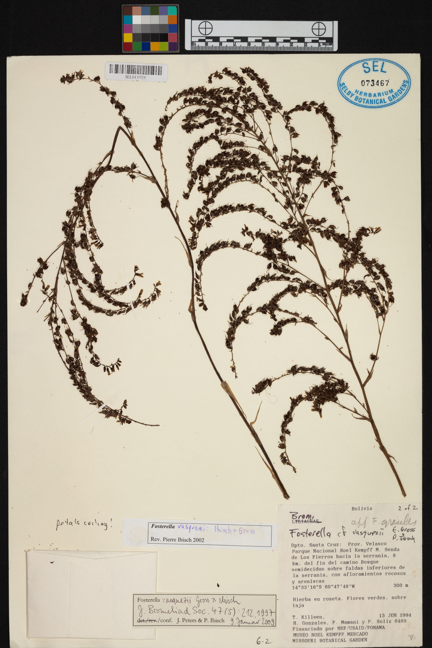 Fosterella vasquezii image