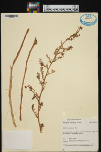 Hechtia epigyna image