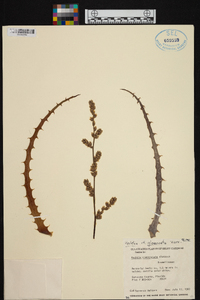 Hechtia glomerata image