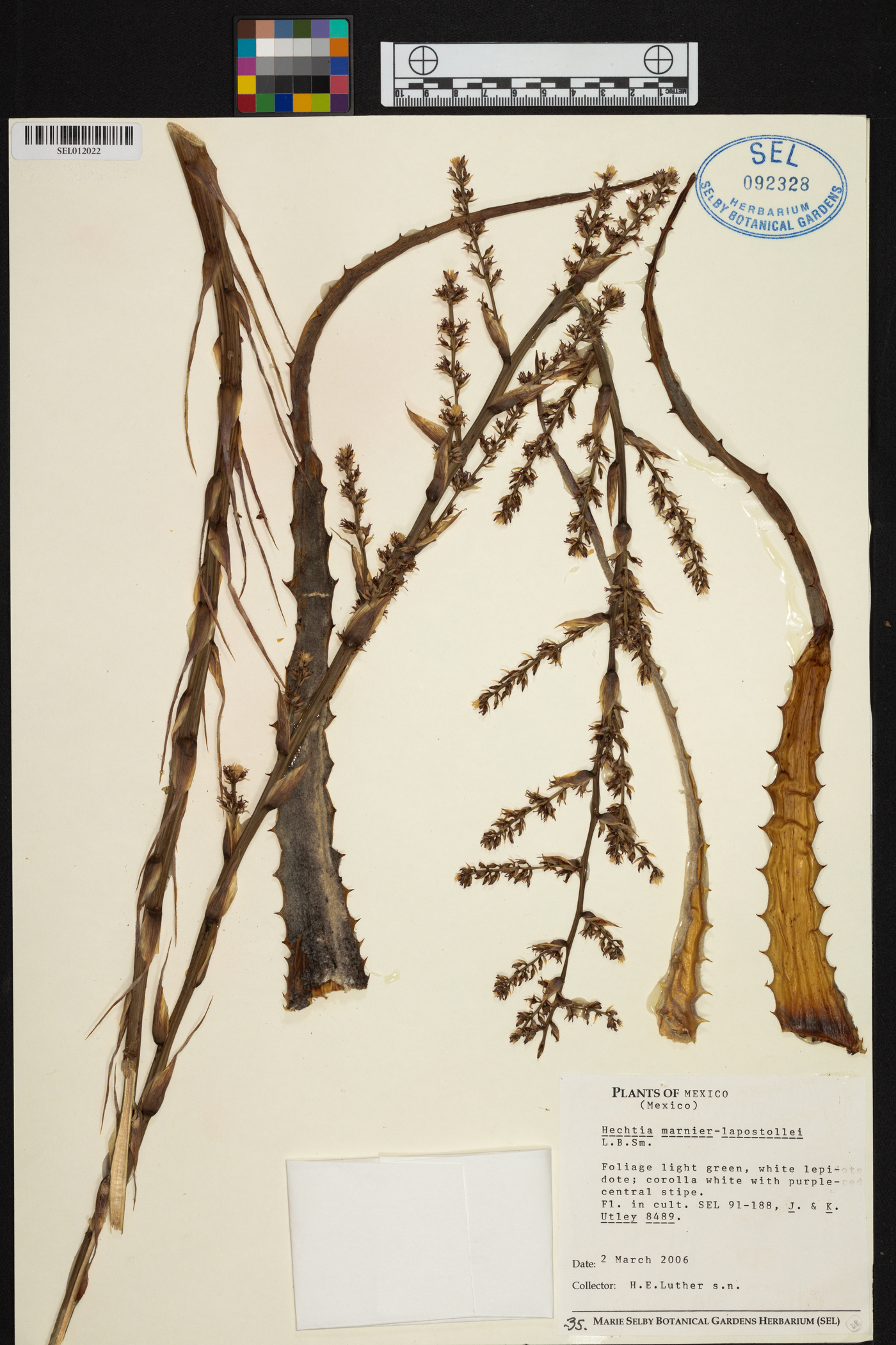 Hechtia marnier-lapostollei image