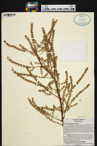 Hechtia stenopetala image