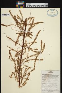 Hechtia stenopetala image