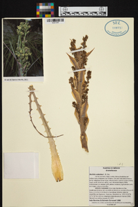 Hechtia subalata image