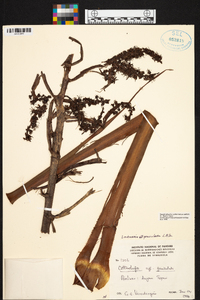 Image of Lindmania geniculata