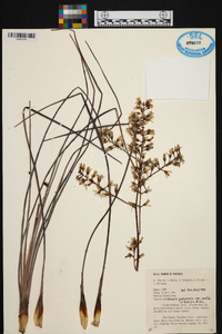 Lindmania guianensis image