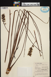 Lindmania guianensis var. vestita image