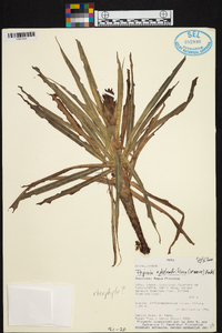 Pitcairnia aphelandriflora image