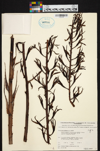 Image of Pitcairnia bulbosa