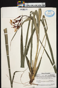 Pitcairnia caricifolia image