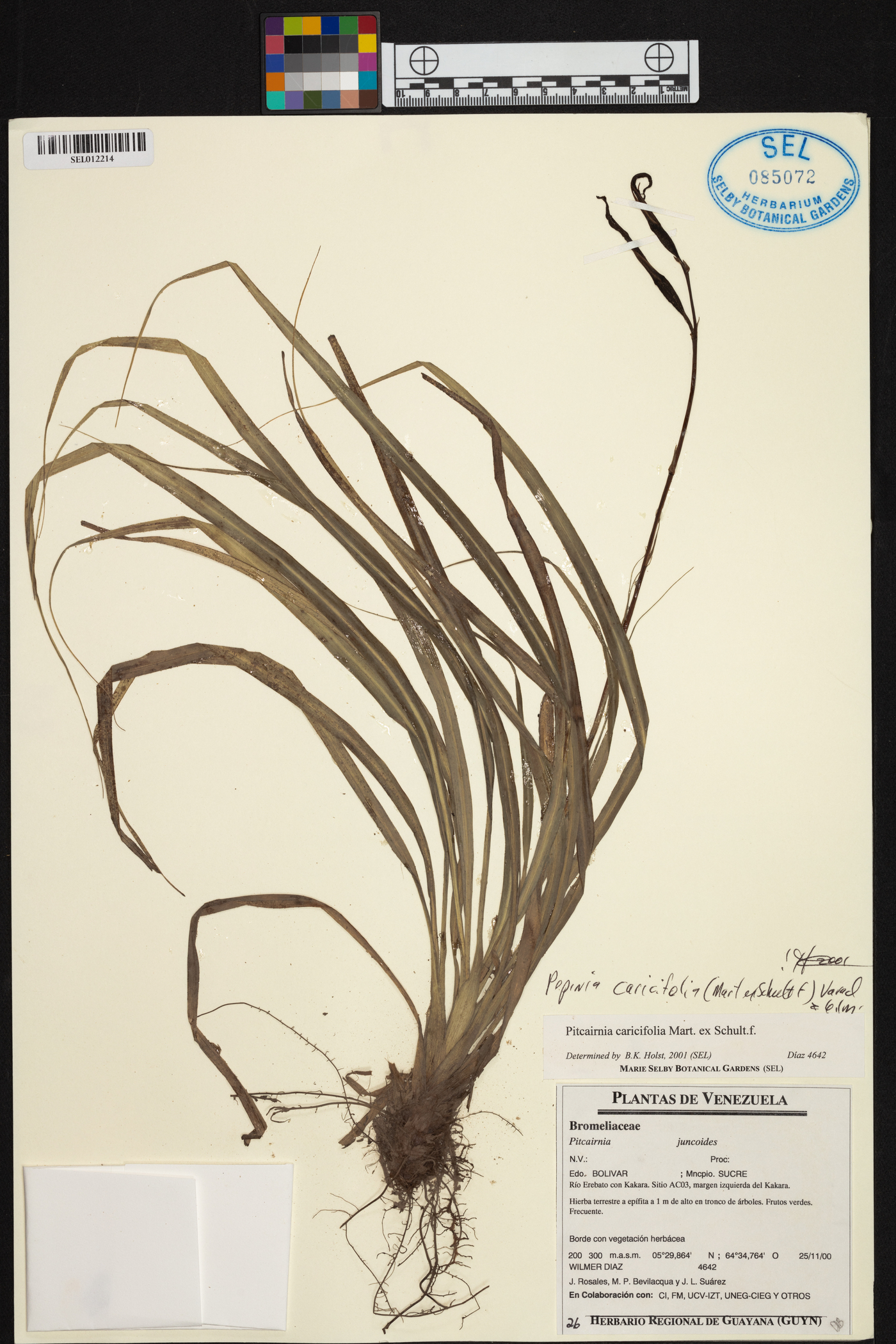 Pitcairnia caricifolia image