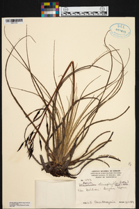 Pitcairnia ctenophylla image