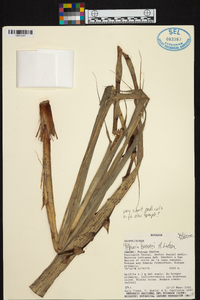 Pitcairnia hooveri image