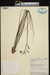 Pitcairnia juncoides image