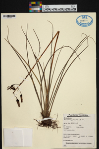 Pitcairnia juncoides image