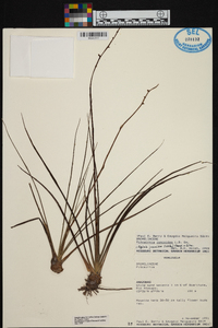 Pitcairnia juncoides image