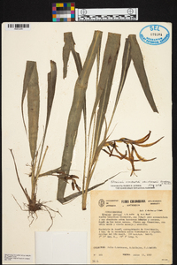 Pitcairnia occidentalis var. alversonii image