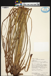 Pitcairnia patentiflora image