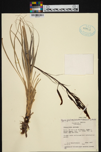 Pitcairnia punicea image