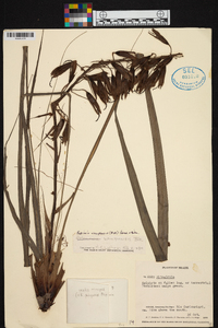 Pitcairnia uaupensis image