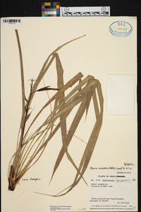 Pitcairnia uaupensis image