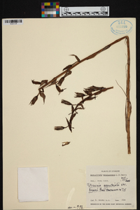 Image of Pitcairnia aequatorialis