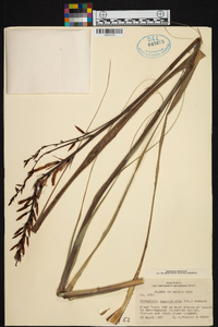 Pitcairnia angustifolia image