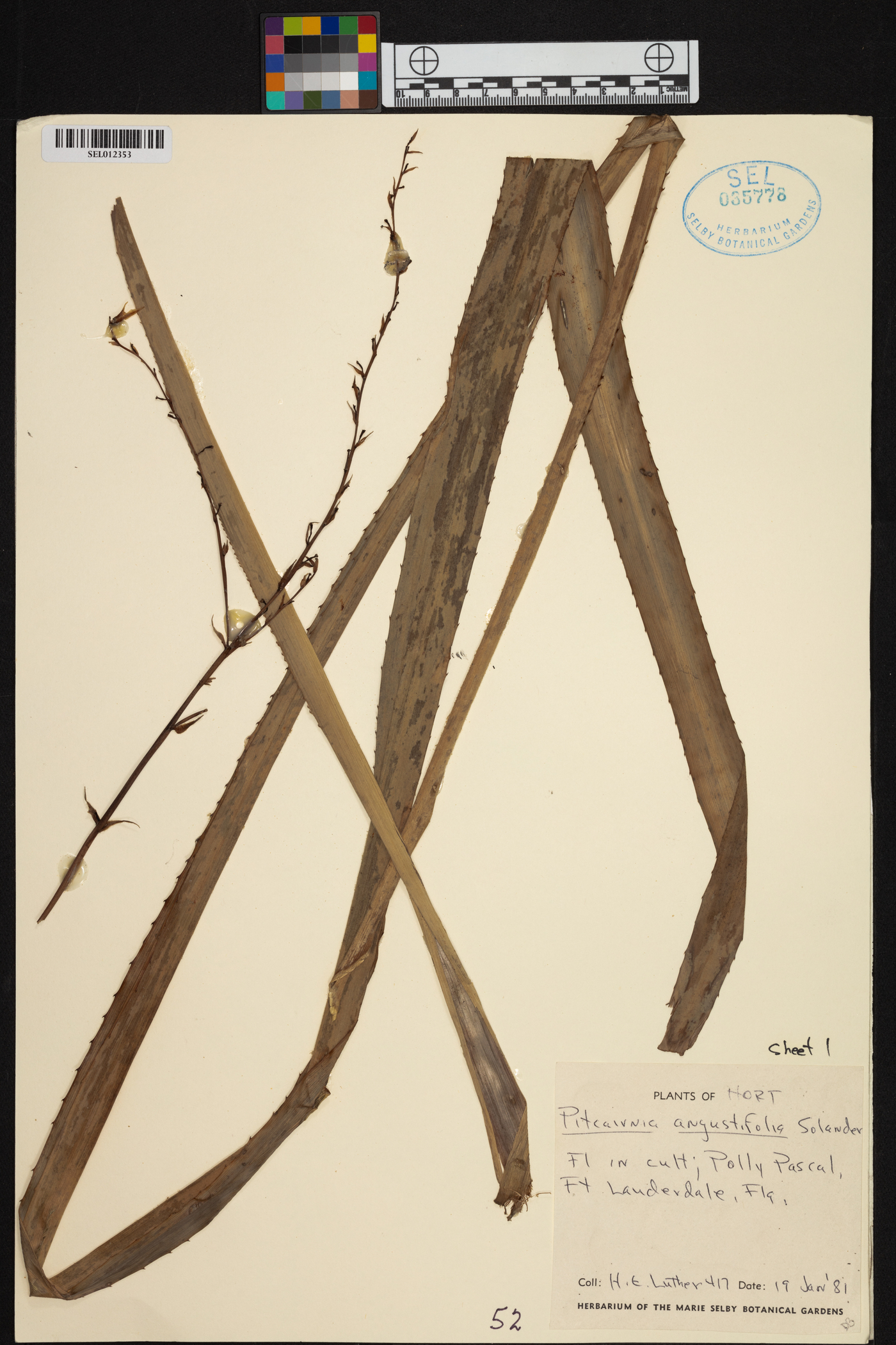 Pitcairnia angustifolia image