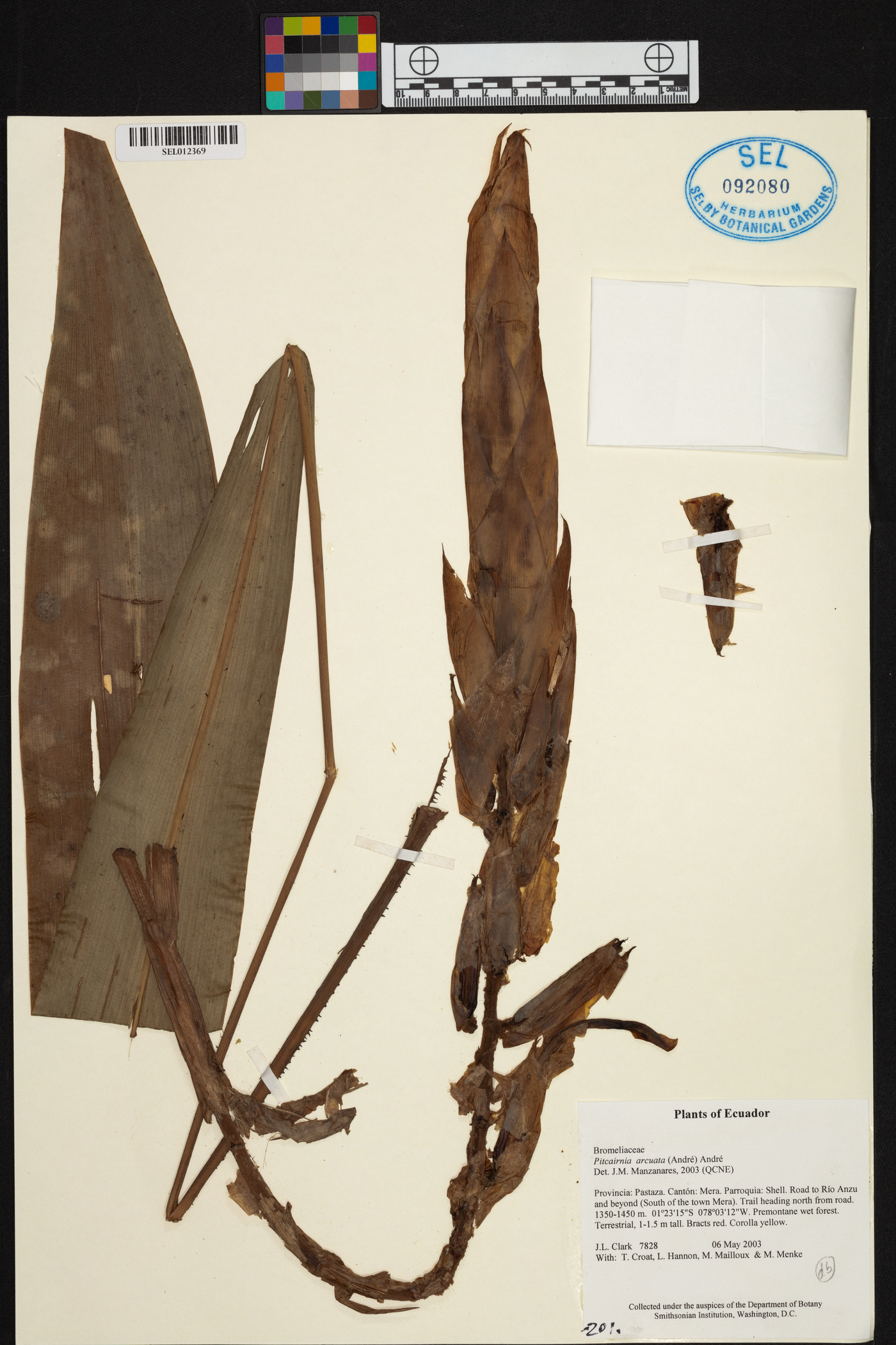 Pitcairnia arcuata image