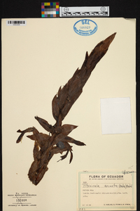 Pitcairnia arcuata image