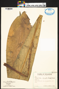 Pitcairnia arcuata image