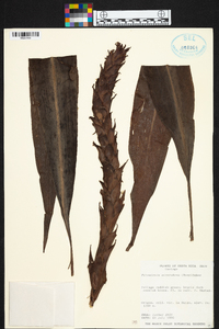 Pitcairnia atrorubens image