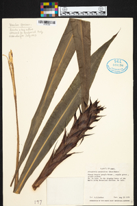 Pitcairnia atrorubens image