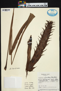 Pitcairnia atrorubens image