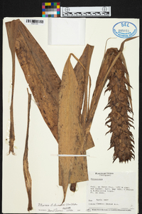 Pitcairnia atrorubens image