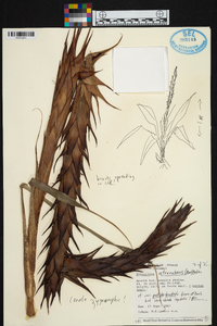 Pitcairnia atrorubens image