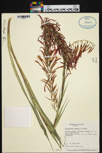 Pitcairnia bergii image