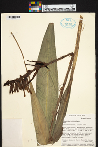 Pitcairnia brittoniana image